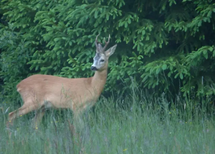 Rodinny Zdiaran Casa de hóspedes